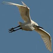 Little Egret