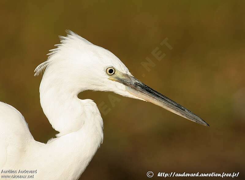 Little EgretFirst year, close-up portrait