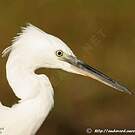Little Egret