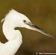 Aigrette garzette