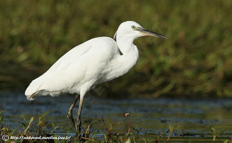 Little Egretjuvenile