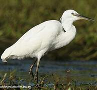 Little Egret