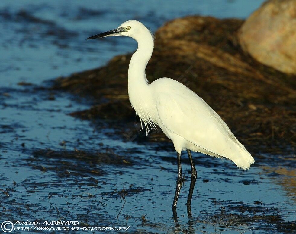 Little Egret