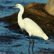 Little Egret