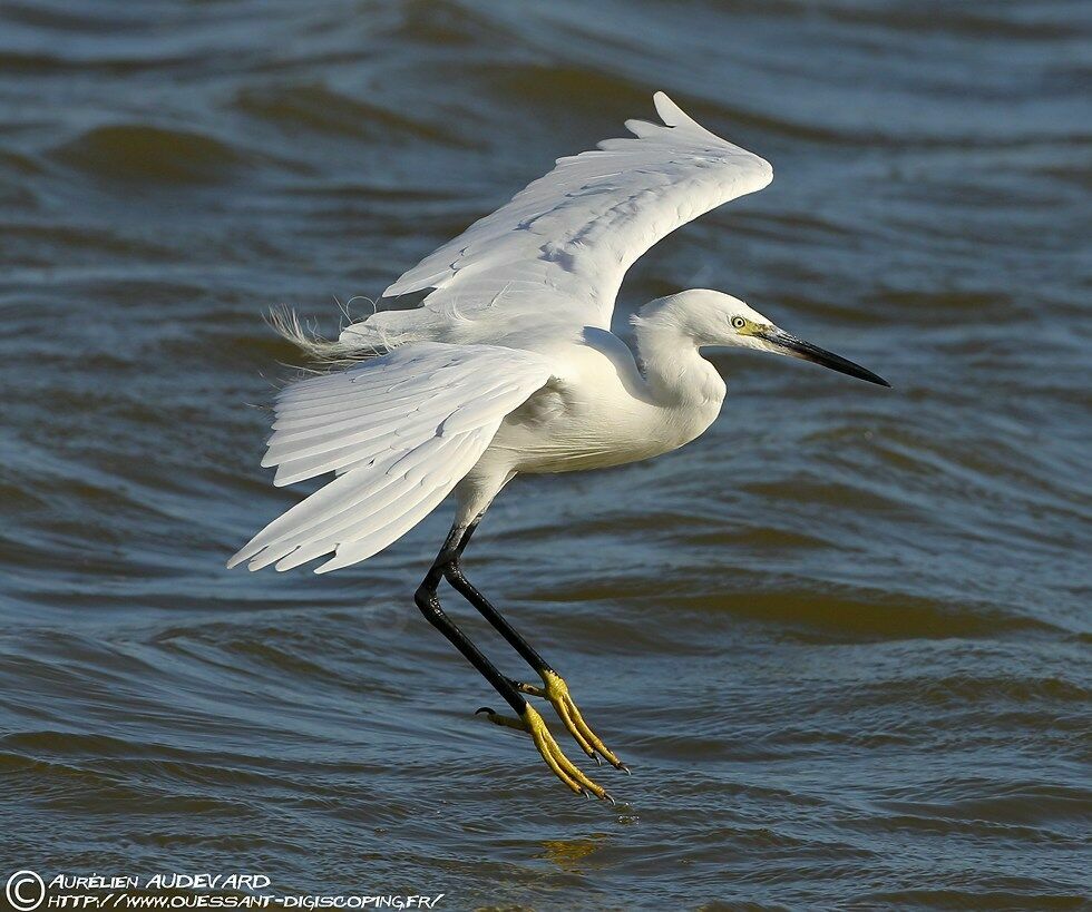 Aigrette garzetteadulte internuptial, Vol