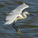 Aigrette garzette