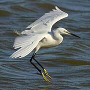 Aigrette garzette