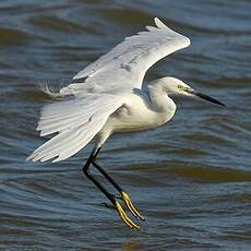 Aigrette garzette