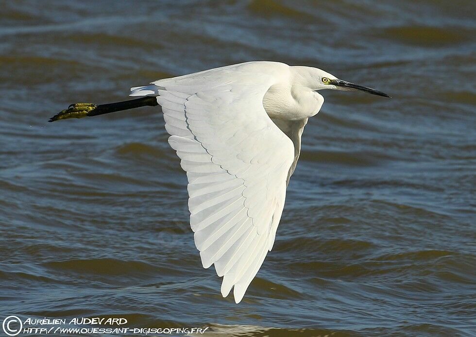 Little Egret