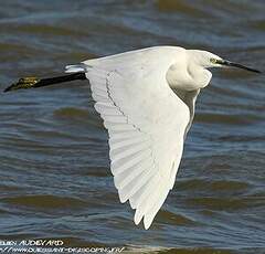 Aigrette garzette