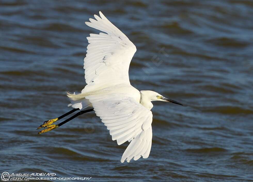 Little Egretadult post breeding, Flight