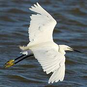 Little Egret