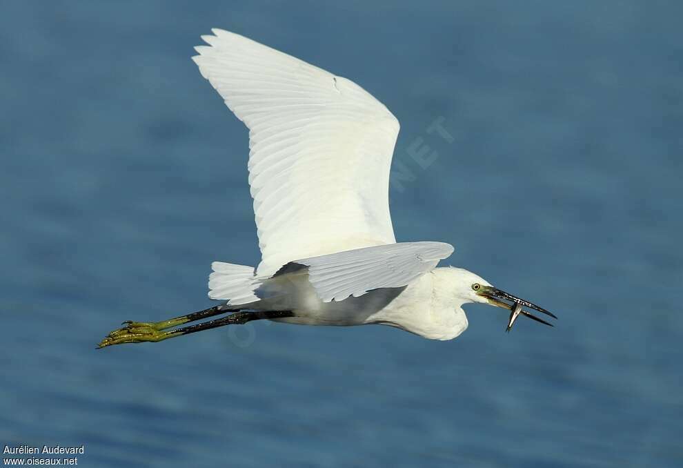 Little Egretadult, Flight, feeding habits