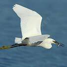 Little Egret