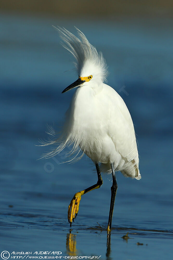 Snowy Egret, identification