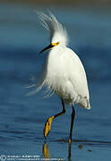 Snowy Egret