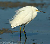 Aigrette neigeuse