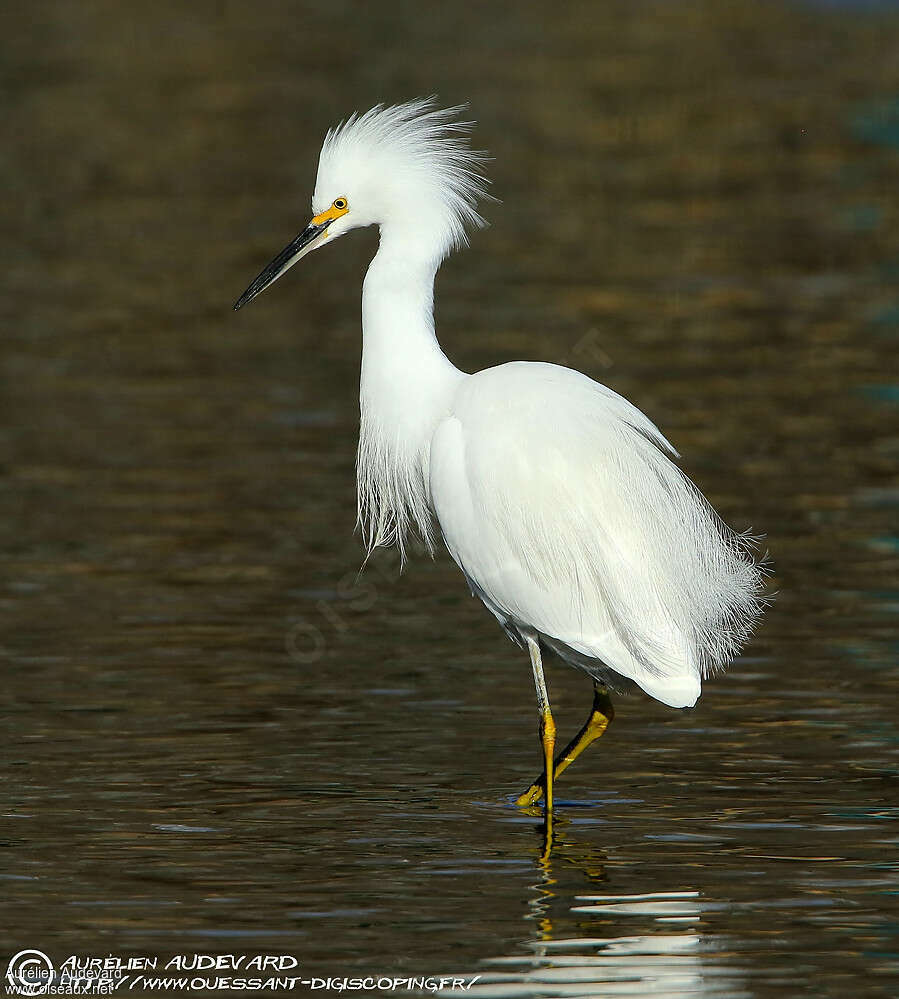 Aigrette neigeuseadulte nuptial, identification