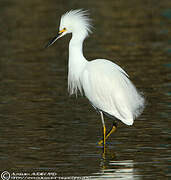 Aigrette neigeuse