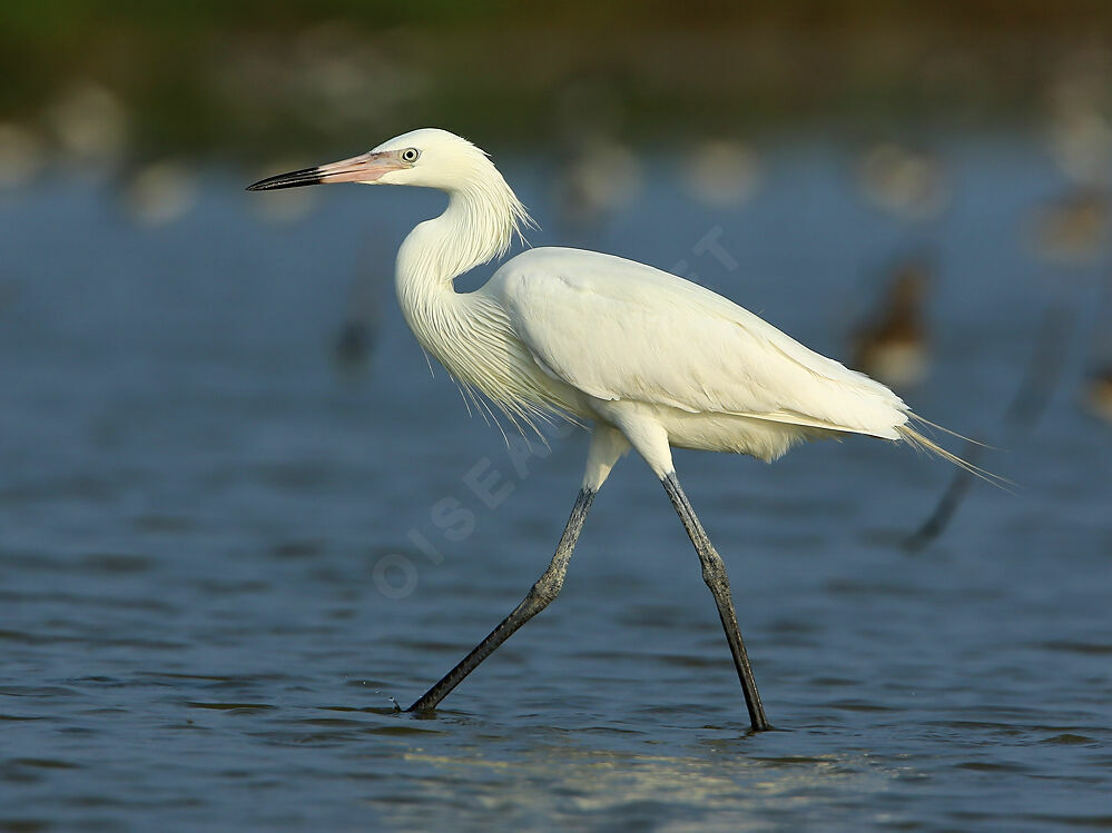 Reddish Egret