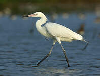 Aigrette roussâtre