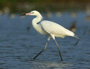 Aigrette roussâtre