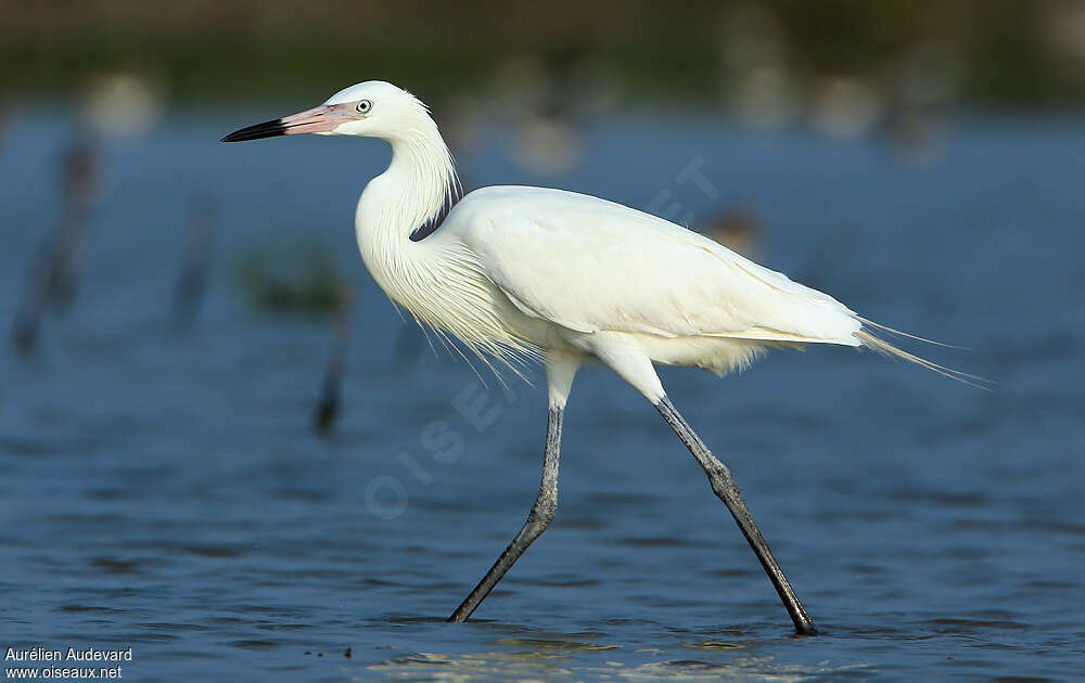 Aigrette roussâtreadulte, identification, pigmentation, marche