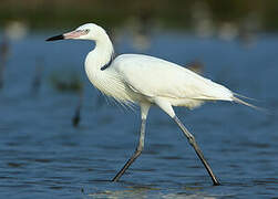 Reddish Egret