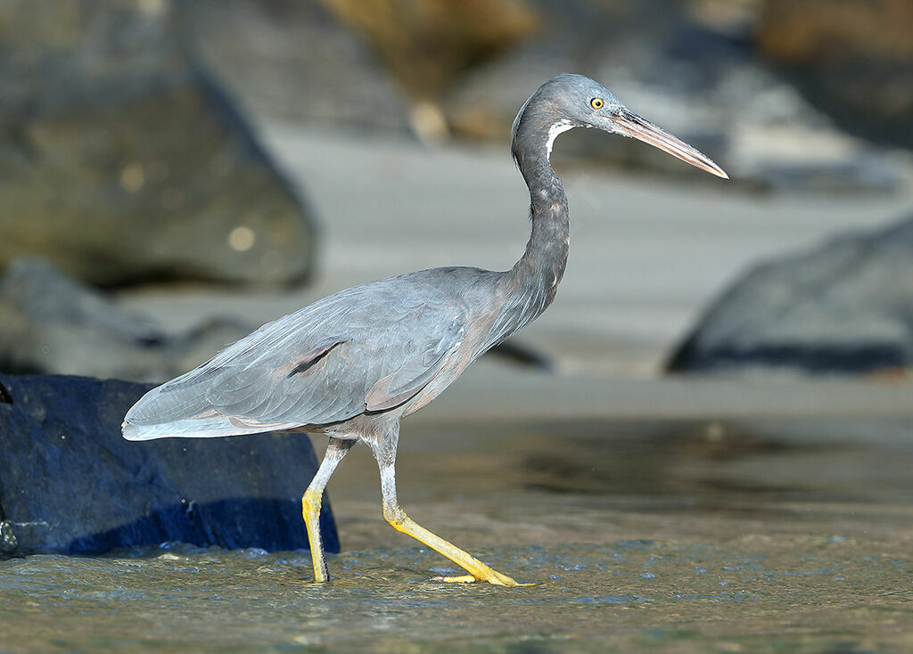 Pacific Reef Heron, identification