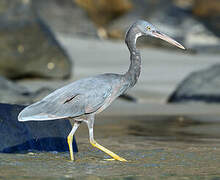 Pacific Reef Heron