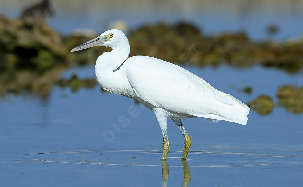 Pacific Reef Heron, identification