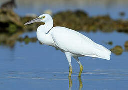 Pacific Reef Heron