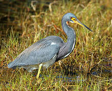 Tricolored Heron