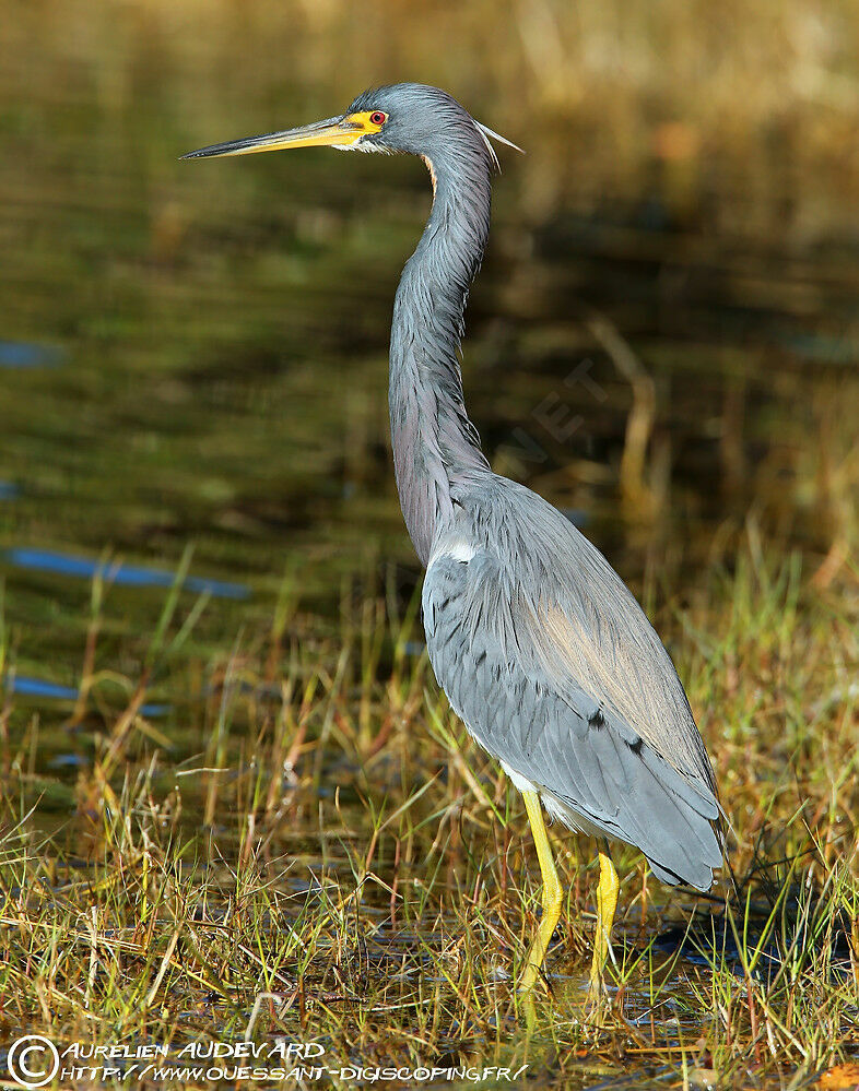 Aigrette tricolore