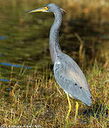 Tricolored Heron