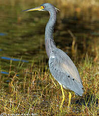 Aigrette tricolore