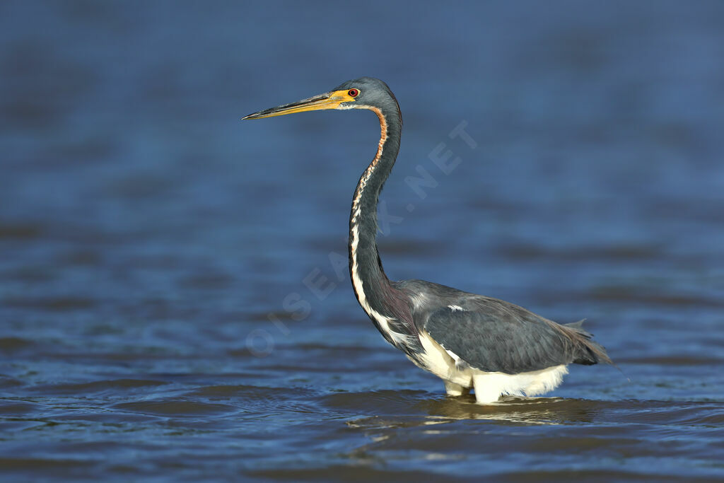 Tricolored Heron