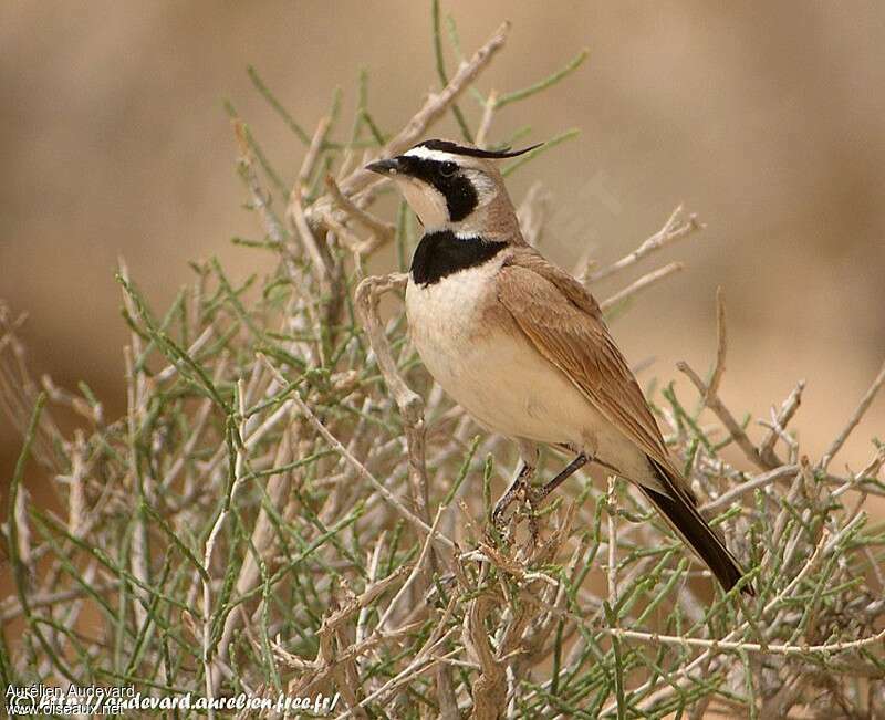 Temminck's Lark male adult, identification