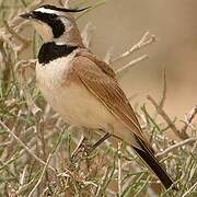 Temminck's Lark