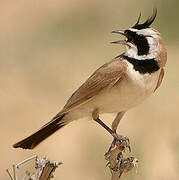 Temminck's Lark