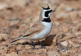 Temminck's Lark