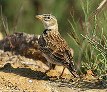 Calandra Lark