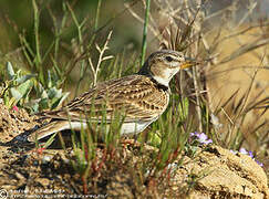 Calandra Lark