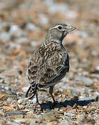 Calandra Lark