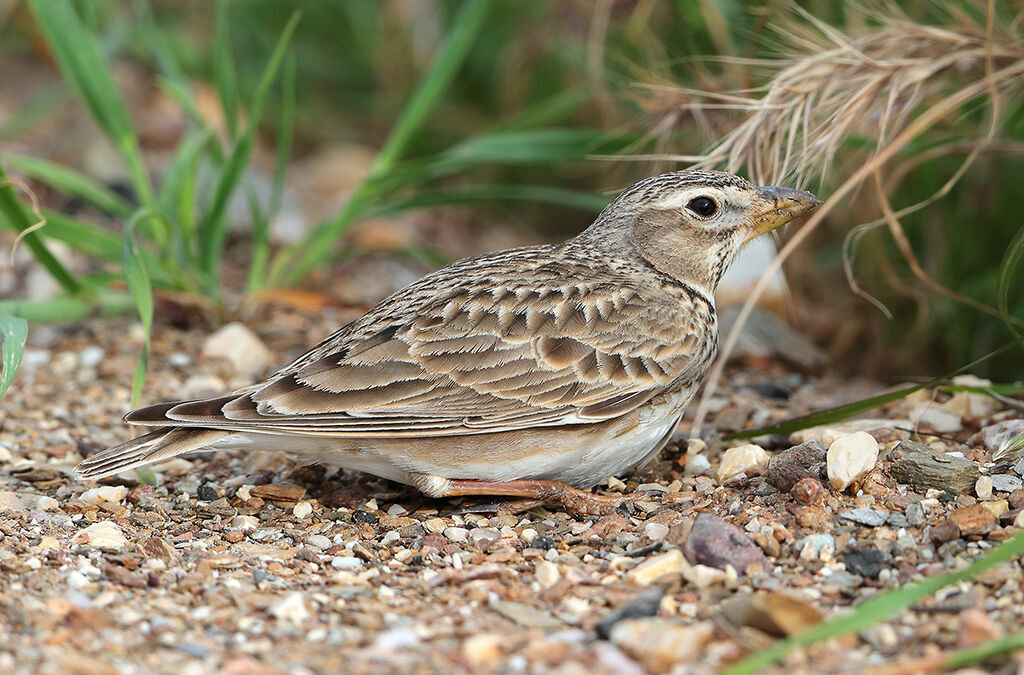 Calandra Lark