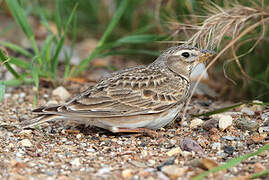 Calandra Lark