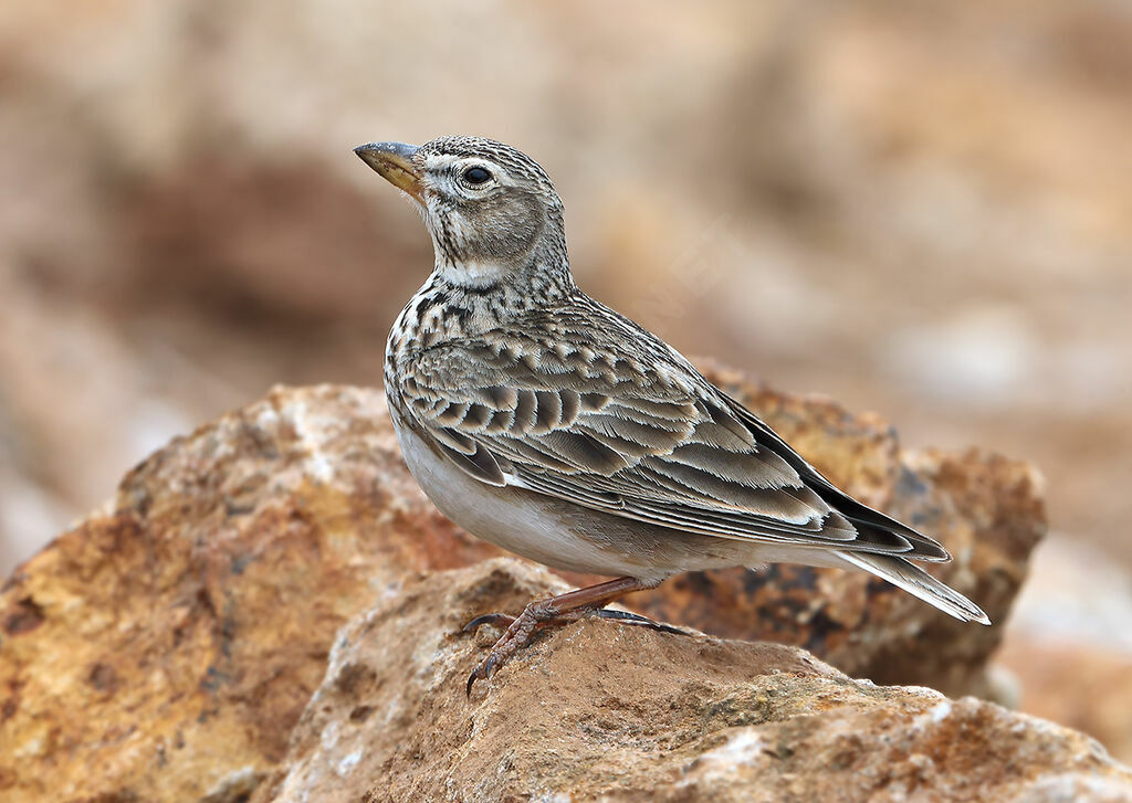 Calandra Larkadult, identification