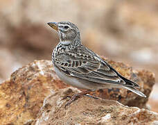 Calandra Lark