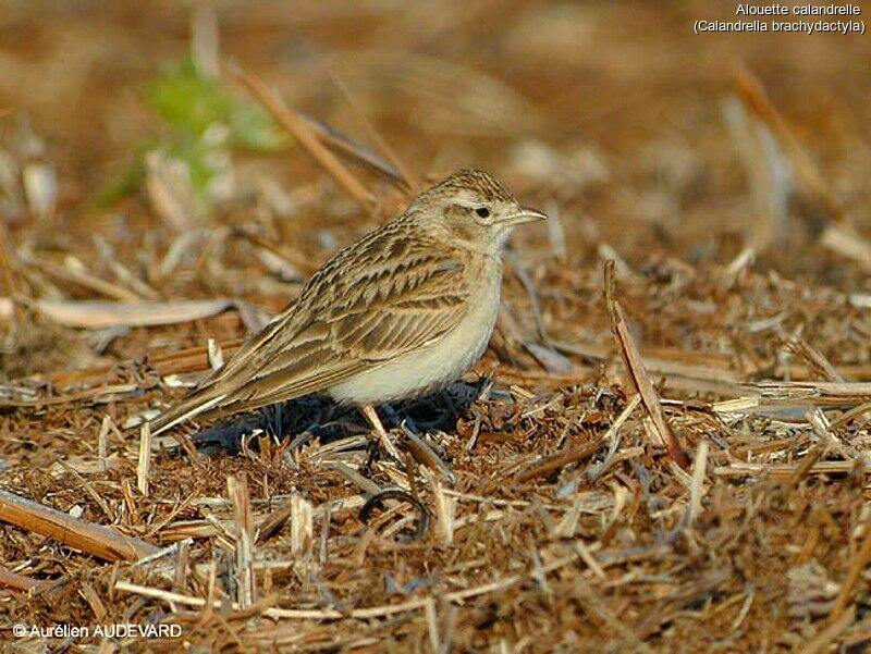 Greater Short-toed Lark