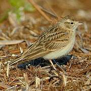 Greater Short-toed Lark